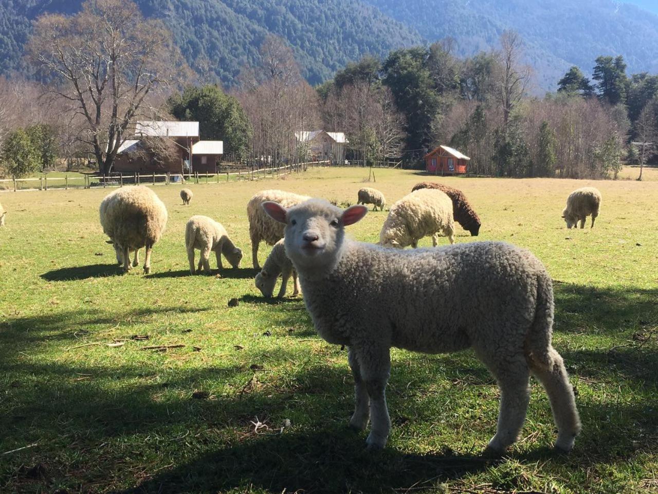 Cabañas Los Canelos Pucon, Hermosa Granja de 20 hectaréas a orillas del Río Liucura Extérieur photo