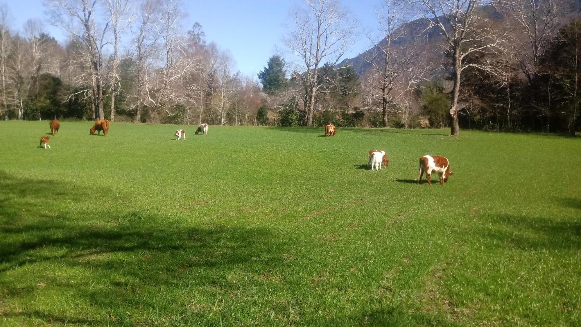 Cabañas Los Canelos Pucon, Hermosa Granja de 20 hectaréas a orillas del Río Liucura Chambre photo